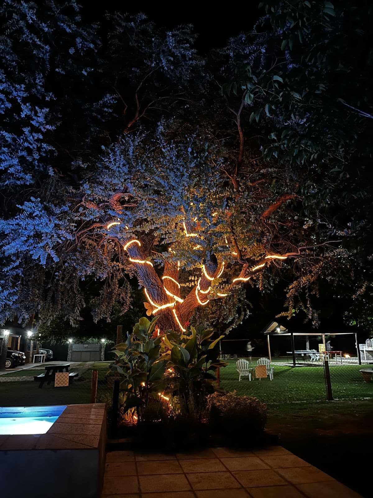 Árbol iluminado de noche junto a la piscina
